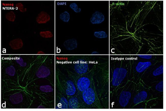 Nanog Antibody in Immunocytochemistry (ICC/IF)