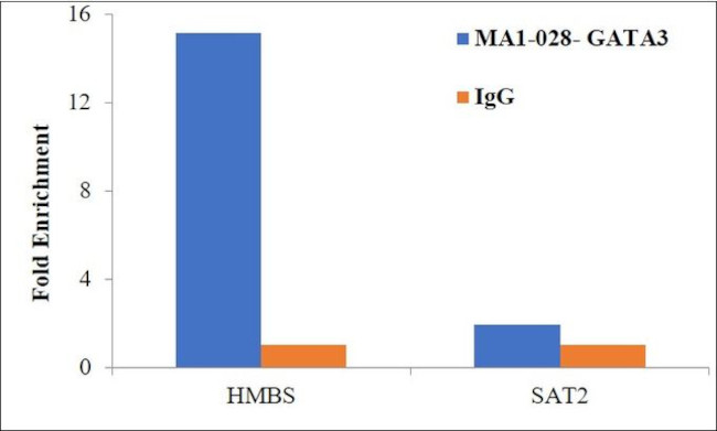 GATA3 Antibody in ChIP Assay (ChIP)