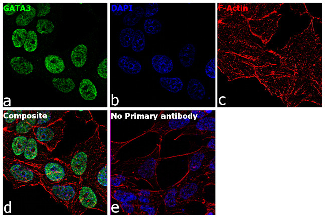 GATA3 Antibody in Immunocytochemistry (ICC/IF)