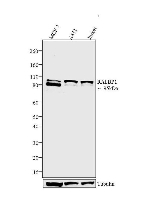 RALBP1 Antibody in Western Blot (WB)