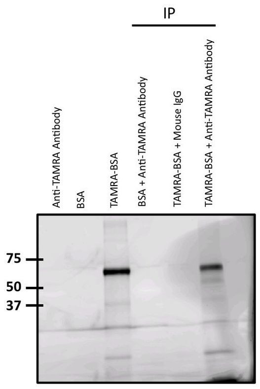 TAMRA Antibody in Immunoprecipitation (IP)