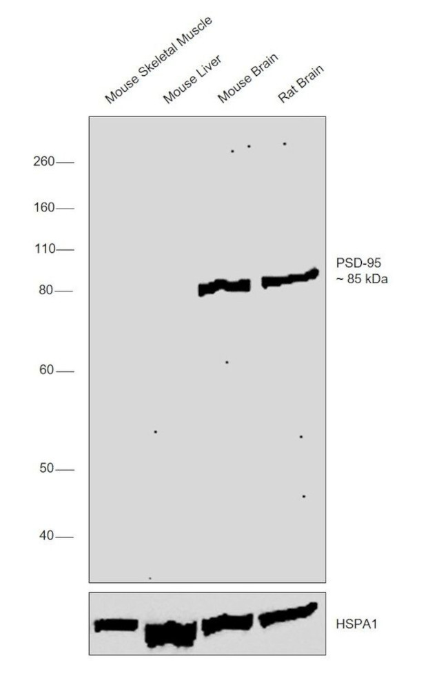 PSD-95 Antibody