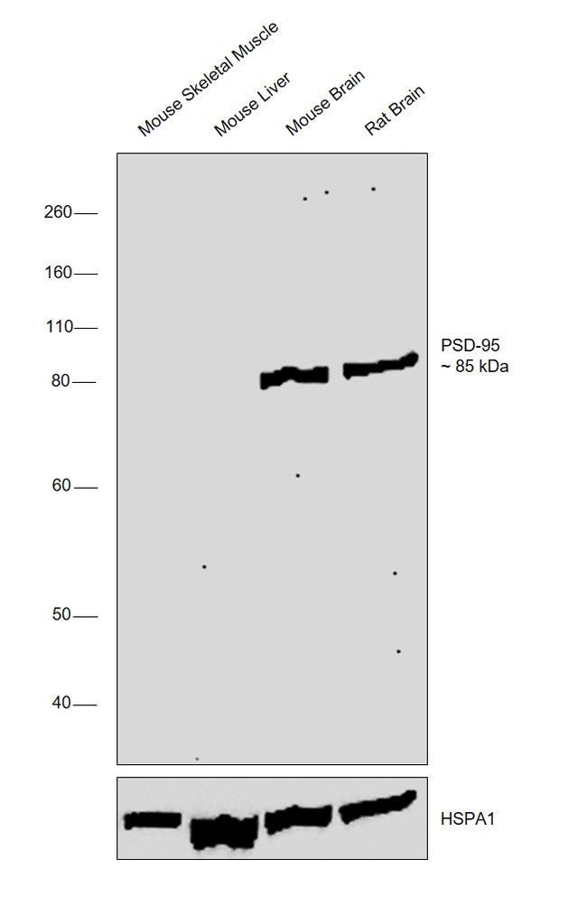 PSD-95 Antibody in Western Blot (WB)