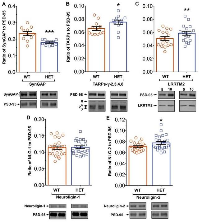 SynGAP Antibody in Western Blot (WB)