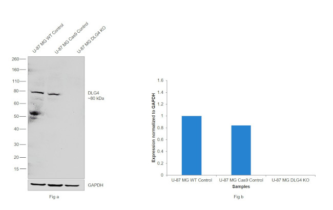 PSD-95 Antibody