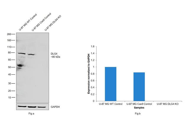 PSD-95 Antibody in Western Blot (WB)