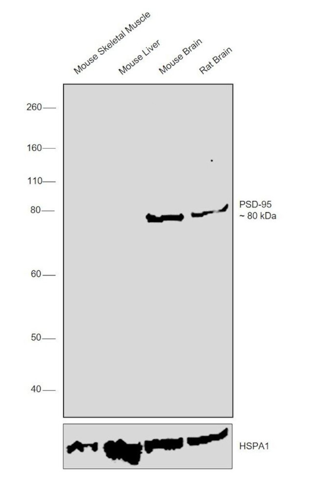 PSD-95 Antibody