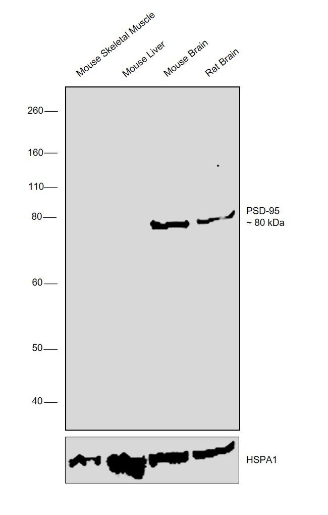 PSD-95 Antibody in Western Blot (WB)