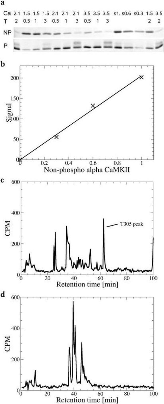 Phospho-CaMKII alpha (Thr286) Antibody in Western Blot (WB)