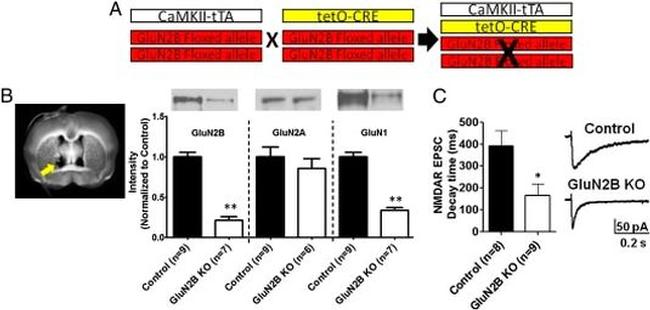 CaMKII alpha Antibody in Western Blot (WB)