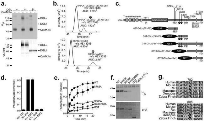 CaMKII alpha Antibody in Western Blot (WB)