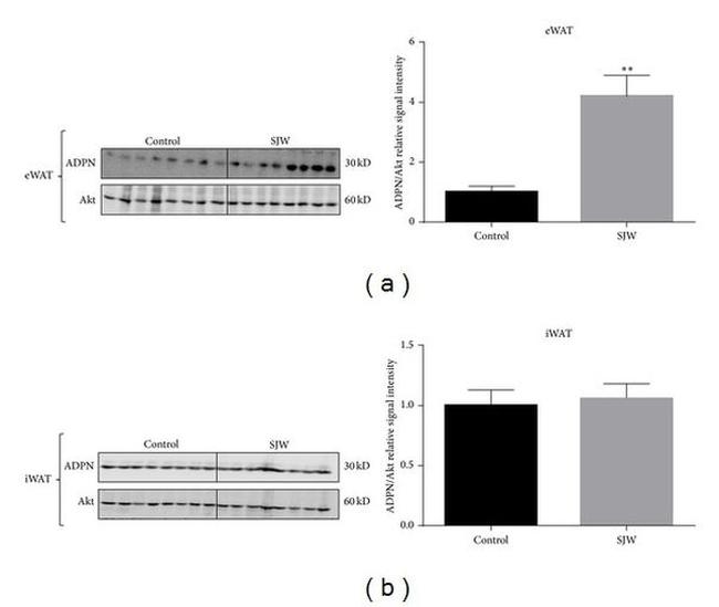 Adiponectin Antibody in Western Blot (WB)