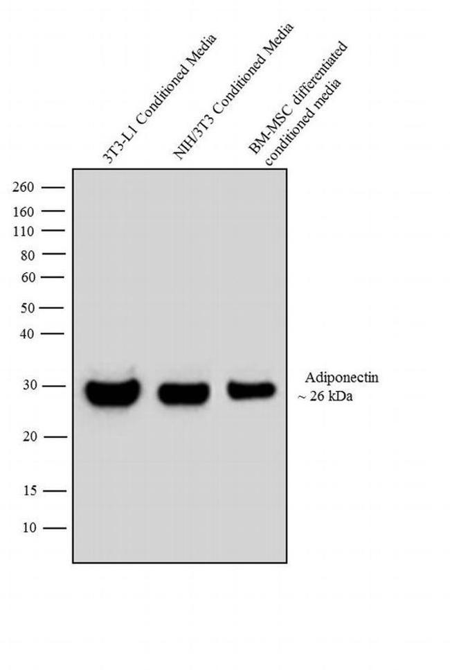 Adiponectin Antibody in Western Blot (WB)