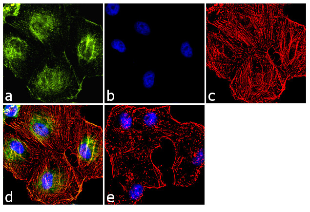 Cytohesin 1 Antibody in Immunocytochemistry (ICC/IF)