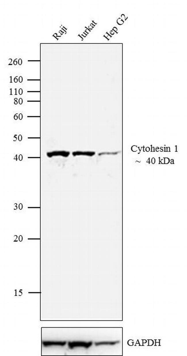 Cytohesin 1 Antibody in Western Blot (WB)