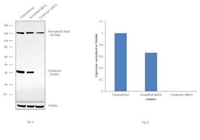 Cytohesin 1 Antibody in Western Blot (WB)