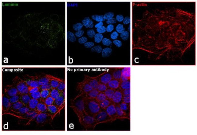 Laminin Antibody in Immunocytochemistry (ICC/IF)