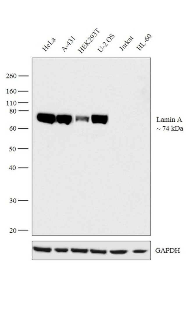 Lamin A Antibody