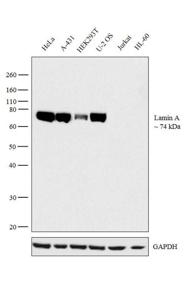 Lamin A Antibody in Western Blot (WB)