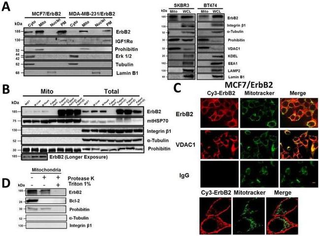 Lamin B1 Antibody in Western Blot (WB)