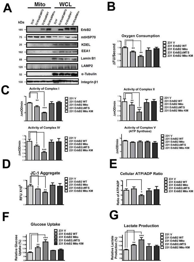 Lamin B1 Antibody in Western Blot (WB)