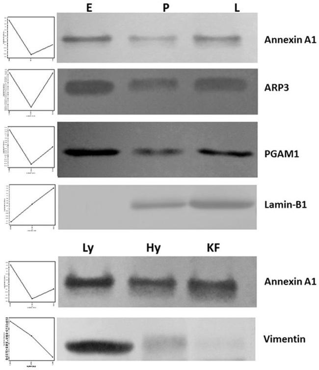 Lamin B1 Antibody in Western Blot (WB)