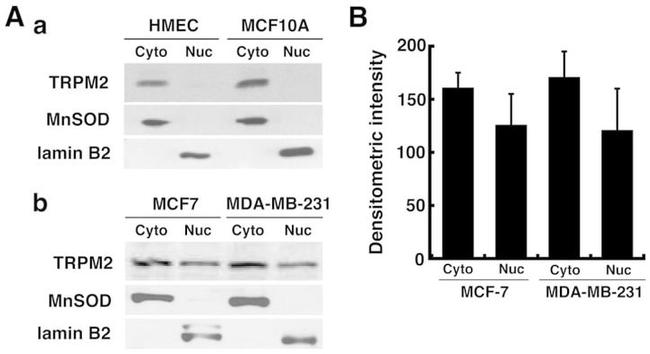 Lamin B2 Antibody in Western Blot (WB)