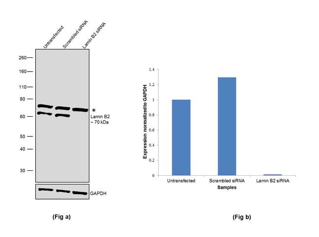 Lamin B2 Antibody in Western Blot (WB)