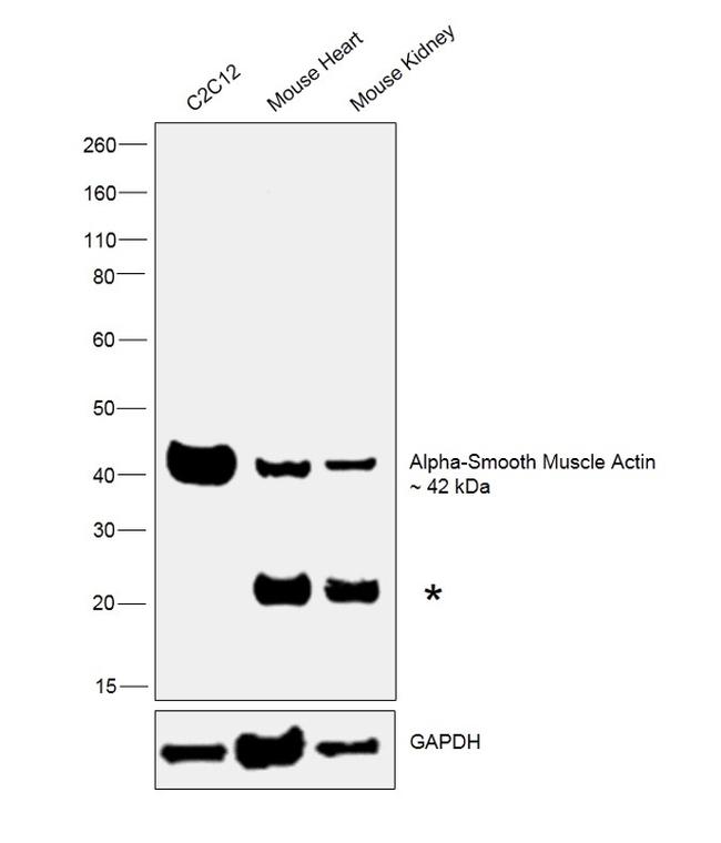 Alpha-Smooth Muscle Actin Antibody in Western Blot (WB)