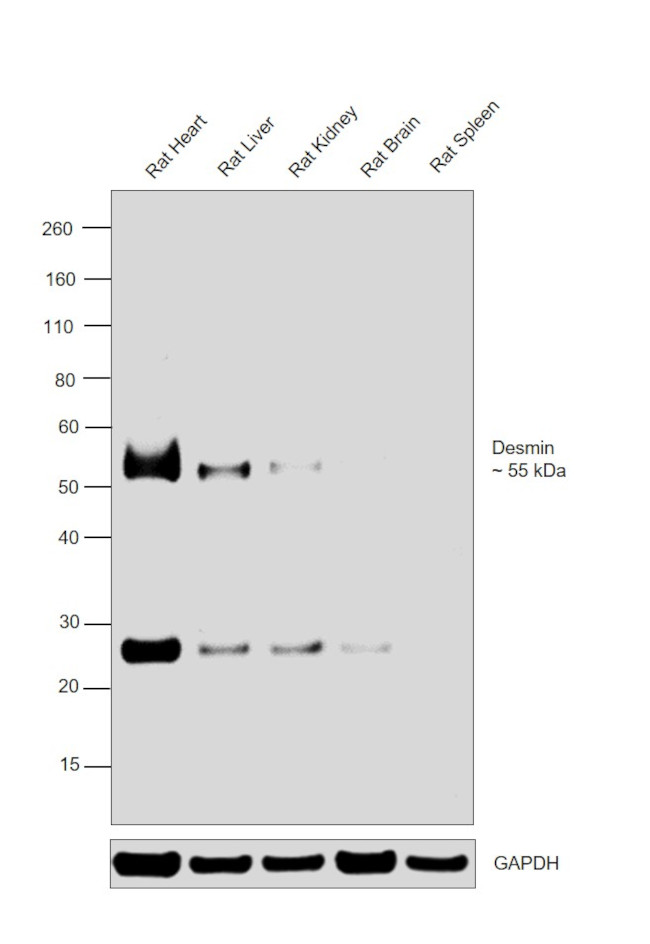 Desmin Antibody