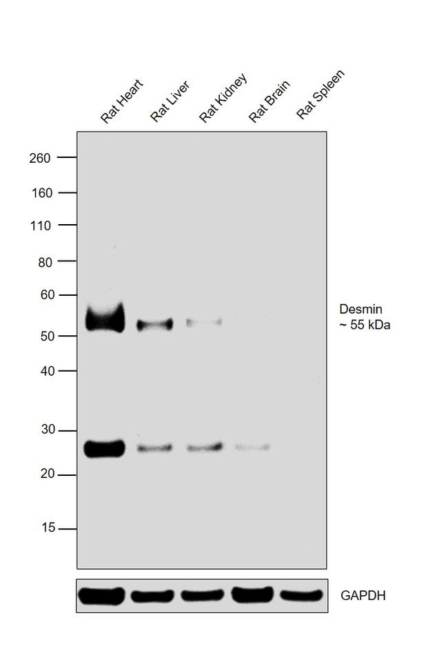 Desmin Antibody in Western Blot (WB)