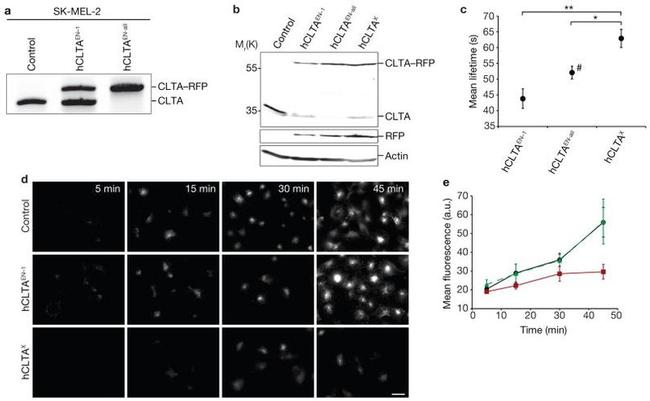 Clathrin Heavy Chain Antibody in Immunocytochemistry (ICC/IF)