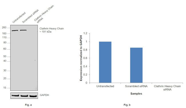 Clathrin Heavy Chain Antibody