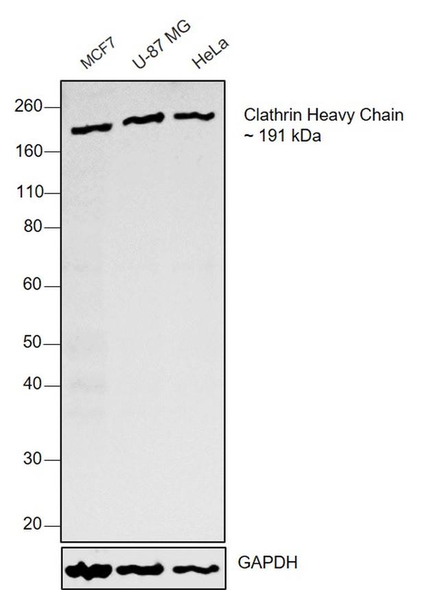 Clathrin Heavy Chain Antibody in Western Blot (WB)