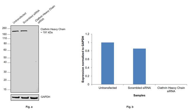 Clathrin Heavy Chain Antibody in Western Blot (WB)