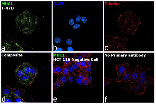 MUC1 Antibody