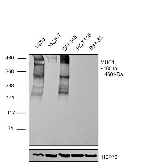 MUC1 Antibody