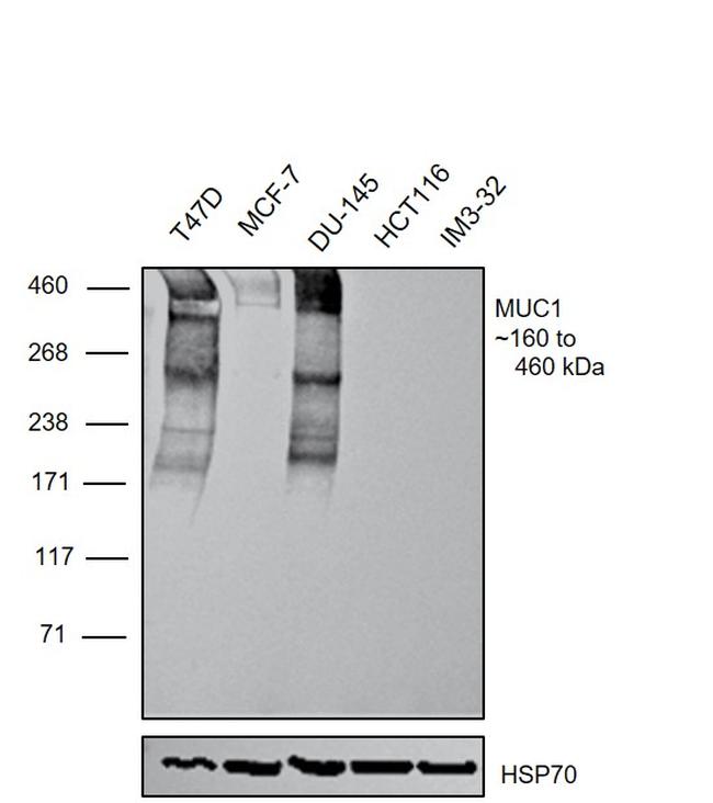 MUC1 Antibody in Western Blot (WB)