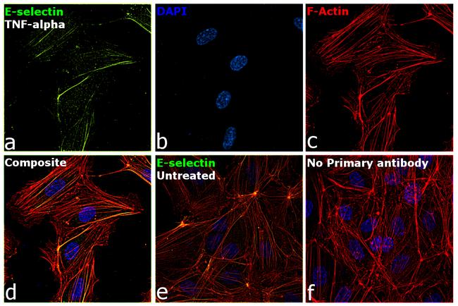 E-selectin Antibody