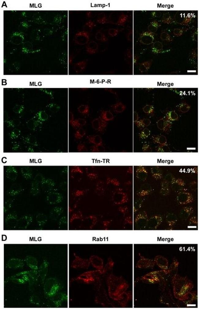 IGF2R Antibody in Immunocytochemistry (ICC/IF)