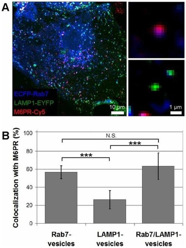 IGF2R Antibody in Immunocytochemistry (ICC/IF)