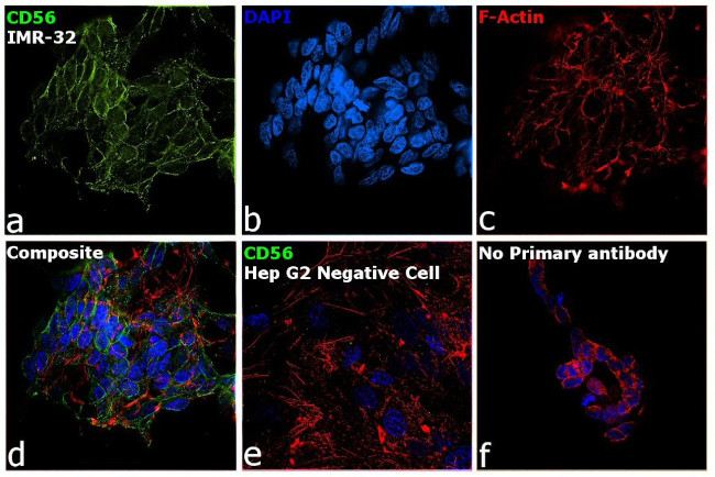 CD56 Antibody in Immunocytochemistry (ICC/IF)