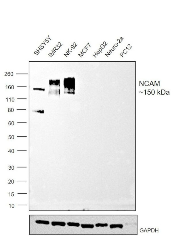 CD56 Antibody