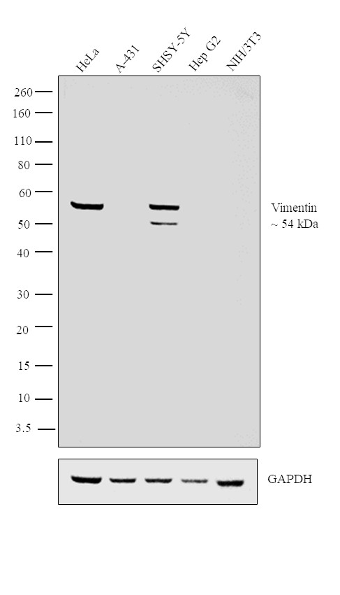 Vimentin Antibody