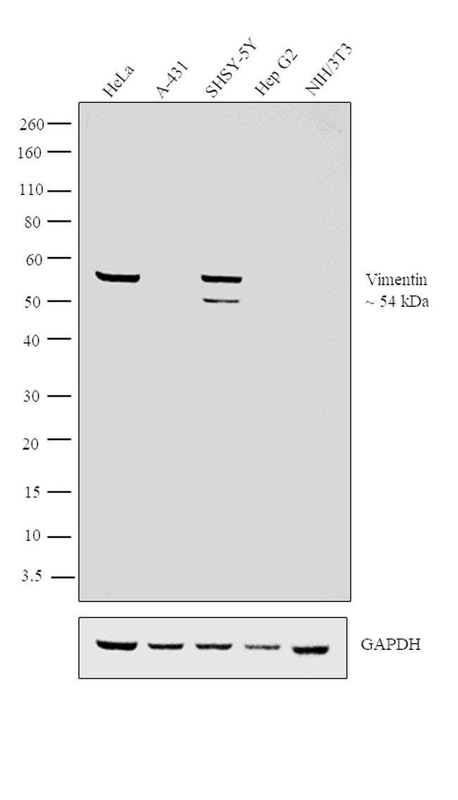 Vimentin Antibody in Western Blot (WB)