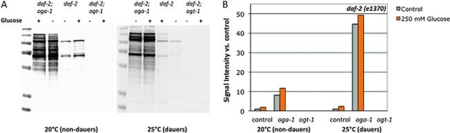 O-linked N-acetylglucosamine (O-GlcNAc) Antibody in Western Blot (WB)