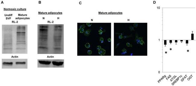 O-linked N-acetylglucosamine (O-GlcNAc) Antibody in Western Blot, Immunocytochemistry (WB, ICC/IF)