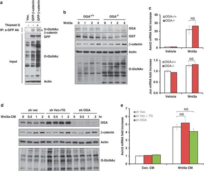 O-linked N-acetylglucosamine (O-GlcNAc) Antibody in Western Blot (WB)