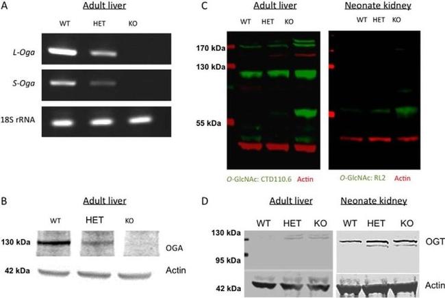 O-linked N-acetylglucosamine (O-GlcNAc) Antibody in Western Blot (WB)