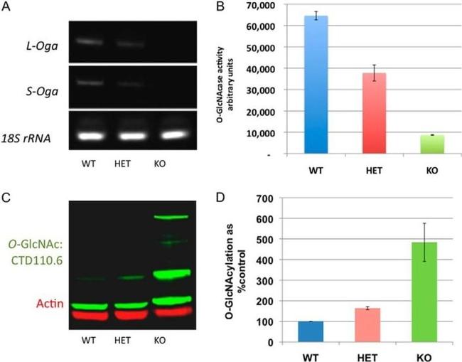 O-linked N-acetylglucosamine (O-GlcNAc) Antibody in Western Blot (WB)